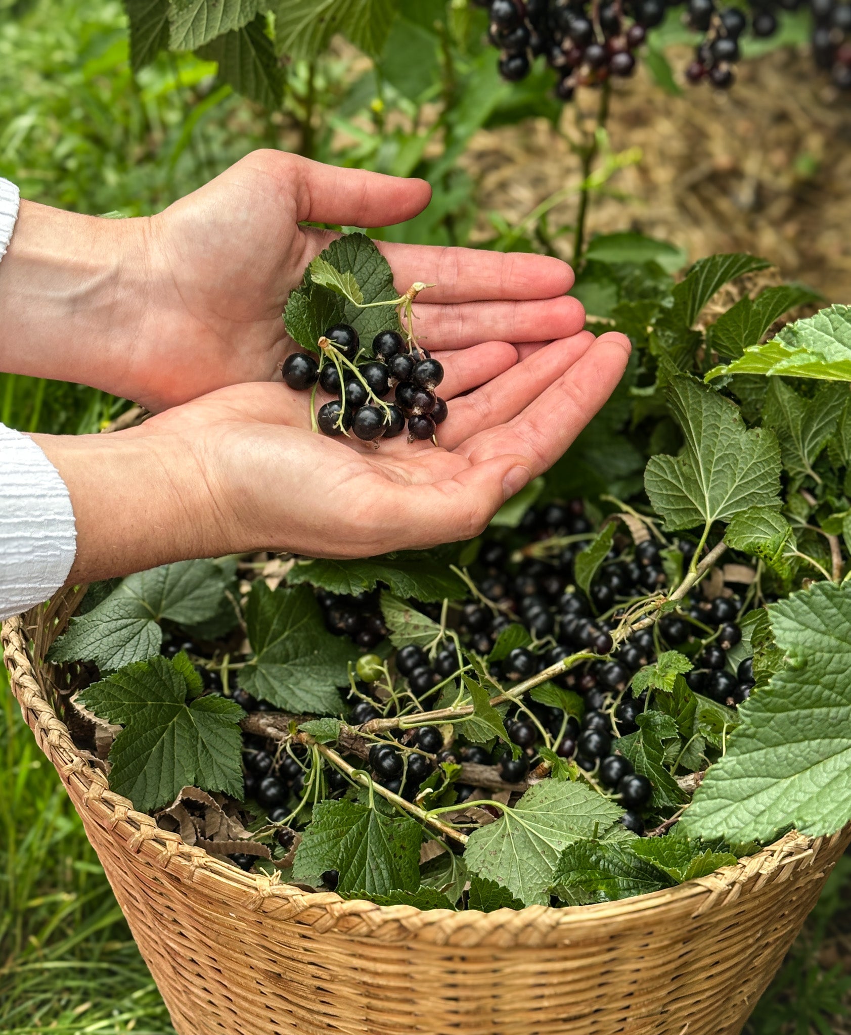What You Need to Know About Blackcurrants and Skin Health