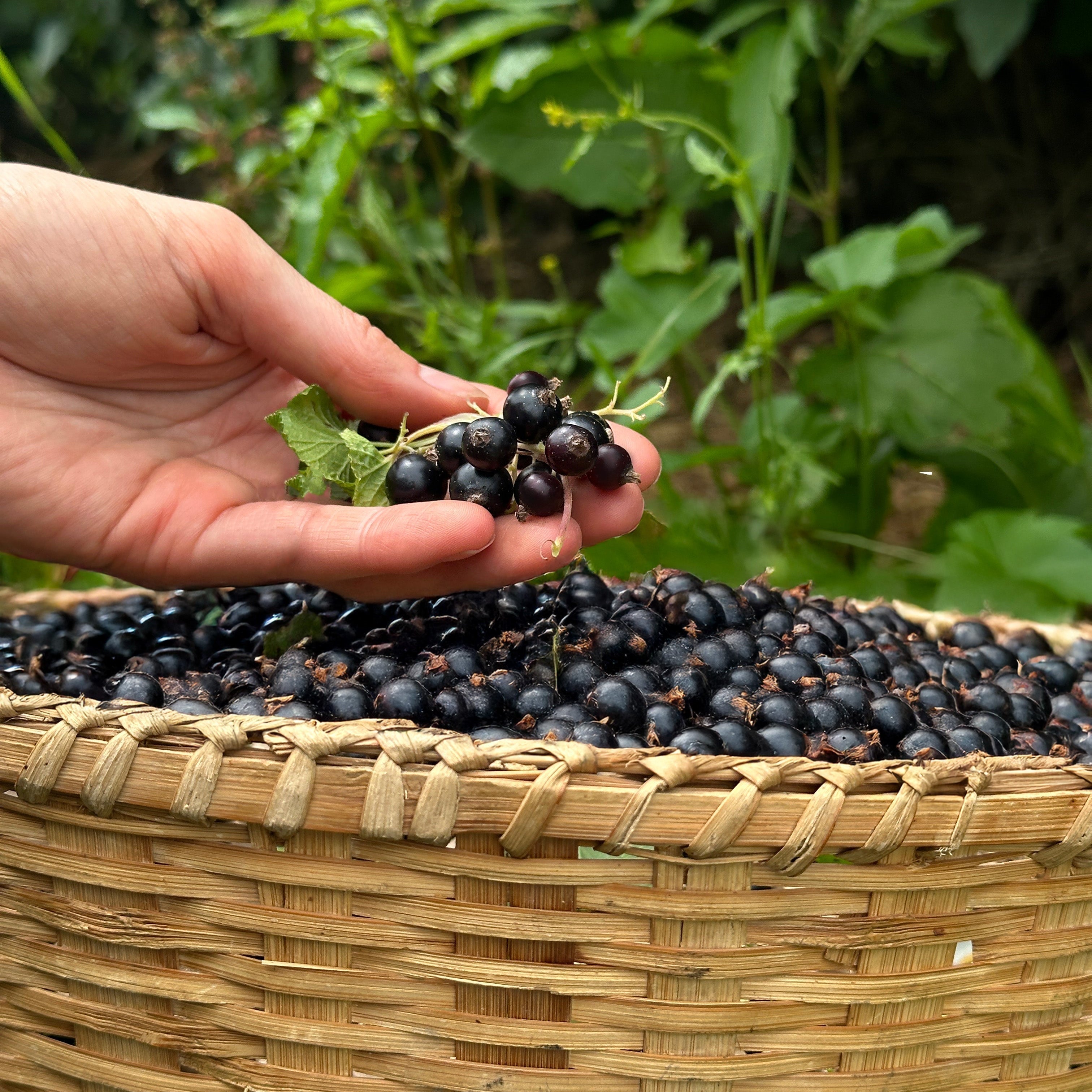 Anthocyanins Explained